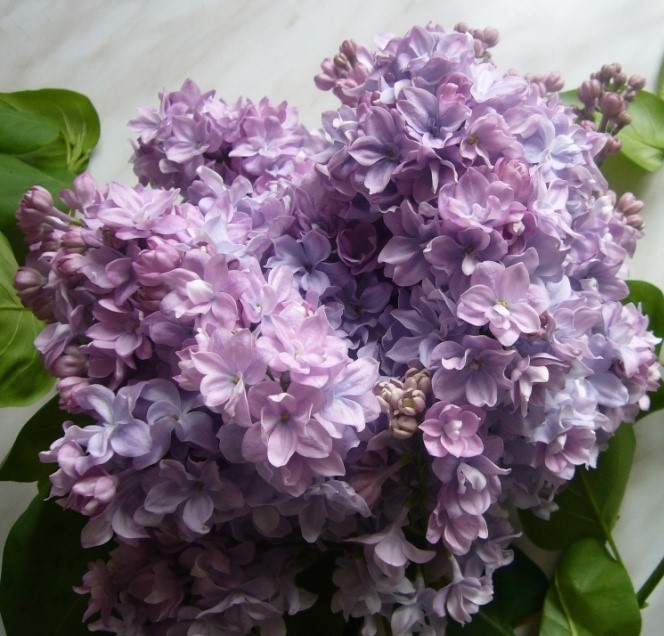Сирень Маршал Конев